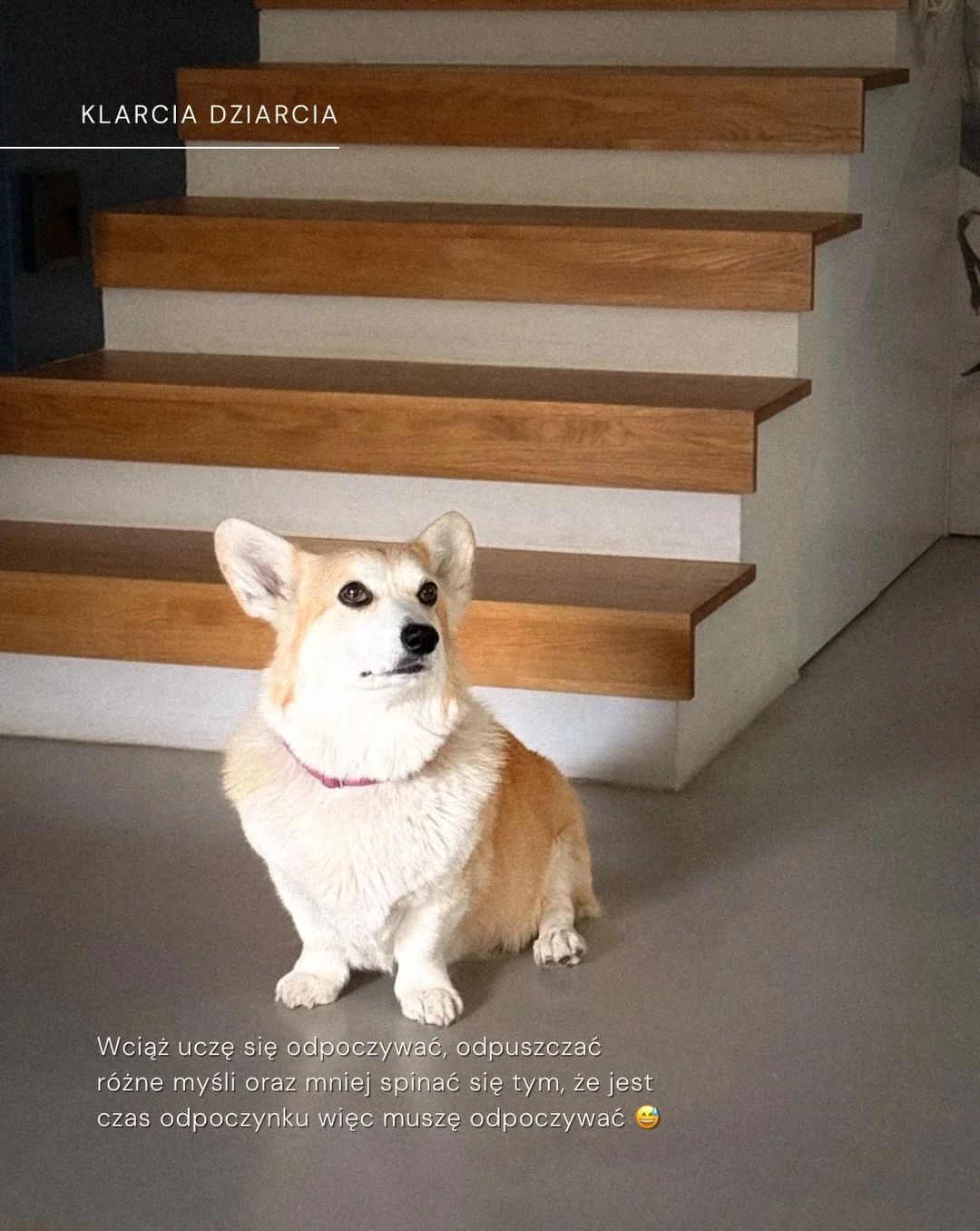 Karuzela ze zdjęciami psa rasy corgi na trawie i przy schodach, ptaka siedzącego na gałęzi oraz polnych kwiatów; na pierwszym i ostatnim slajdzie widoczny jest tekst o odpoczynku., zdjęcie 4 z 11