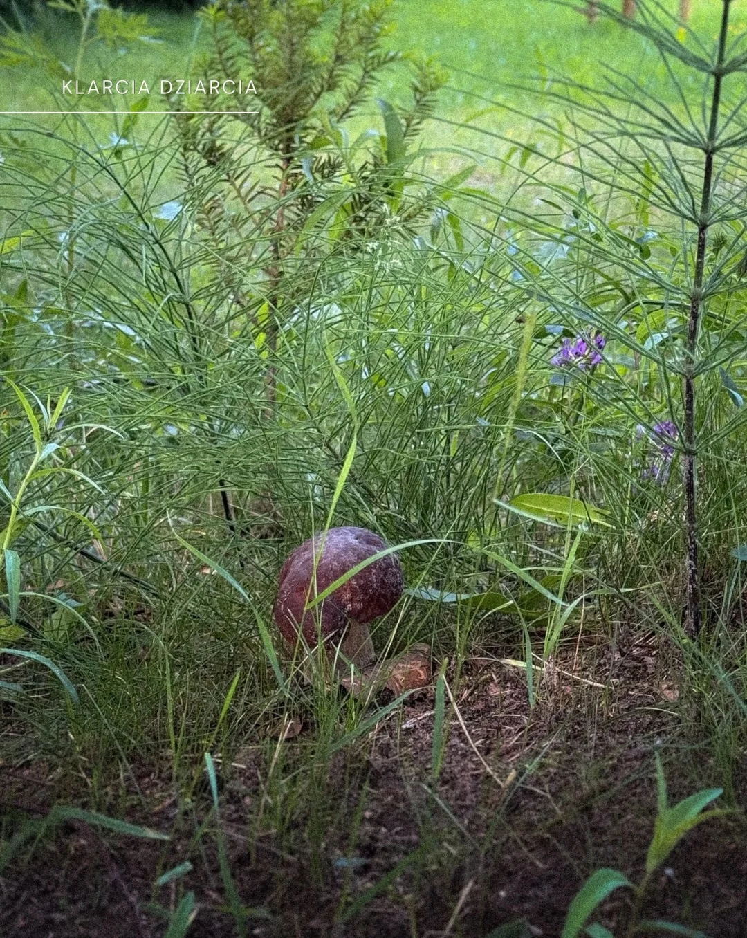 Karuzela ze zdjęciami psa rasy corgi na trawie i przy schodach, ptaka siedzącego na gałęzi oraz polnych kwiatów; na pierwszym i ostatnim slajdzie widoczny jest tekst o odpoczynku., zdjęcie 7 z 11