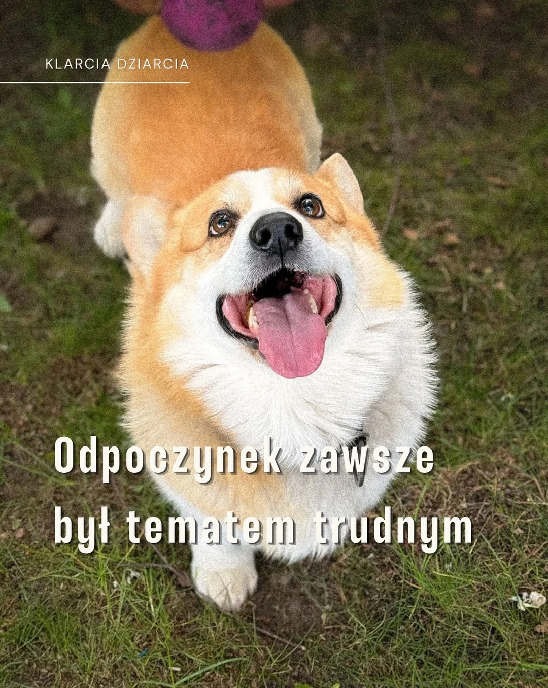 Karuzela ze zdjęciami psa rasy corgi na trawie i przy schodach, ptaka siedzącego na gałęzi oraz polnych kwiatów; na pierwszym i ostatnim slajdzie widoczny jest tekst o odpoczynku., zdjęcie 1 z 11