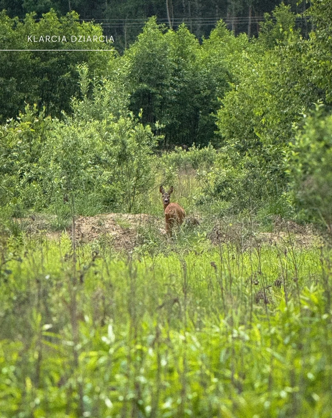 Karuzela ze zdjęciami psa rasy corgi na trawie i przy schodach, ptaka siedzącego na gałęzi oraz polnych kwiatów; na pierwszym i ostatnim slajdzie widoczny jest tekst o odpoczynku., zdjęcie 10 z 11