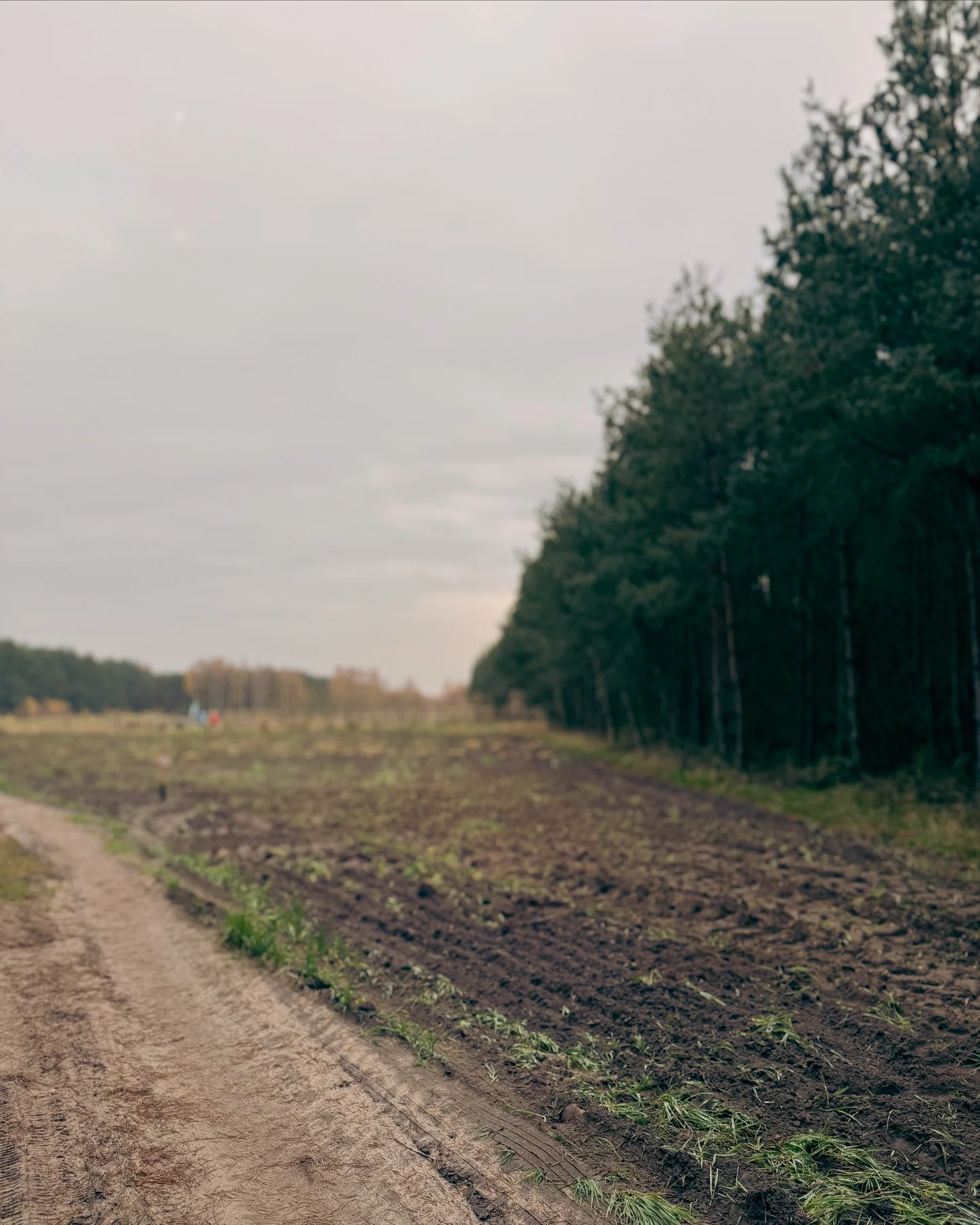 Klara Keczyńska podczas sadzenia drzew na terenie przygotowanym do odtworzenia dzikiej przyrody; pozostałe slajdy pokazują narzędzia do sadzenia oraz jej buty na ściółce., zdjęcie 4 z 7