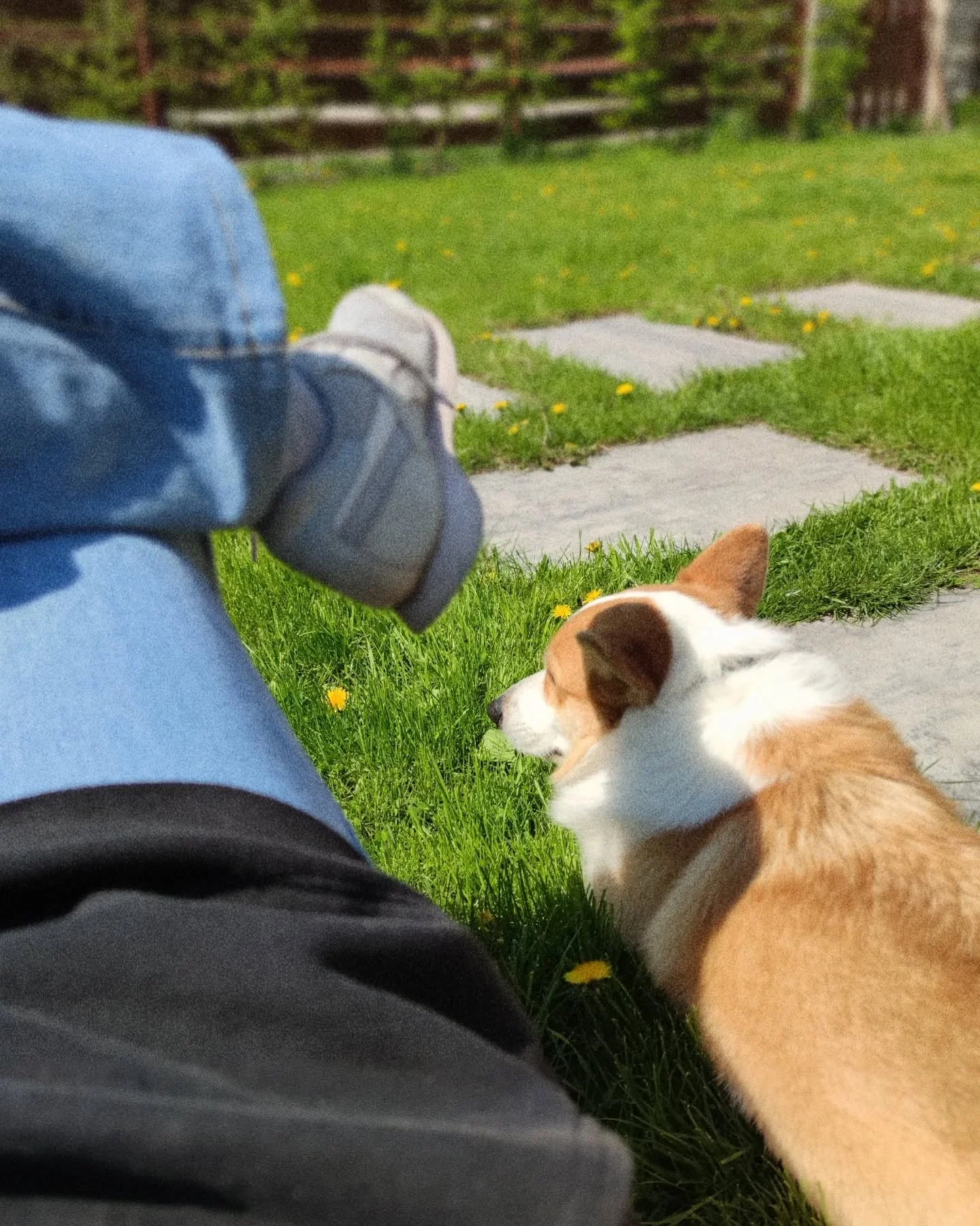 Karuzela osobistych zdjęć Klary: portret z różowymi włosami i mleczami na oczach, leśna roślina, a także pies na trawie obok osoby odpoczywającej na leżaku., zdjęcie 3 z 6