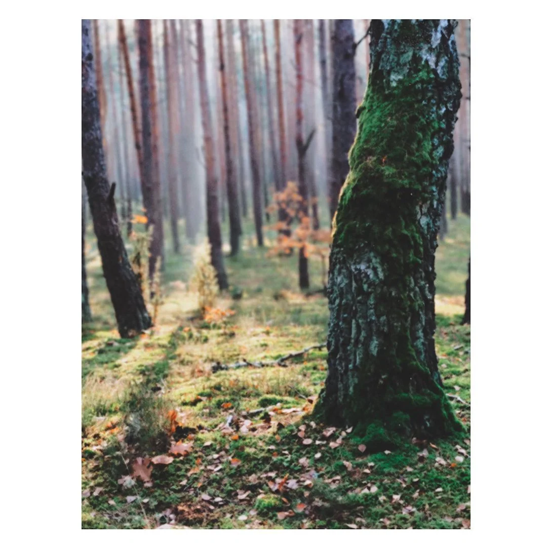 Jesienny, mglistego poranka las z omszonym pniem drzewa na pierwszym planie.