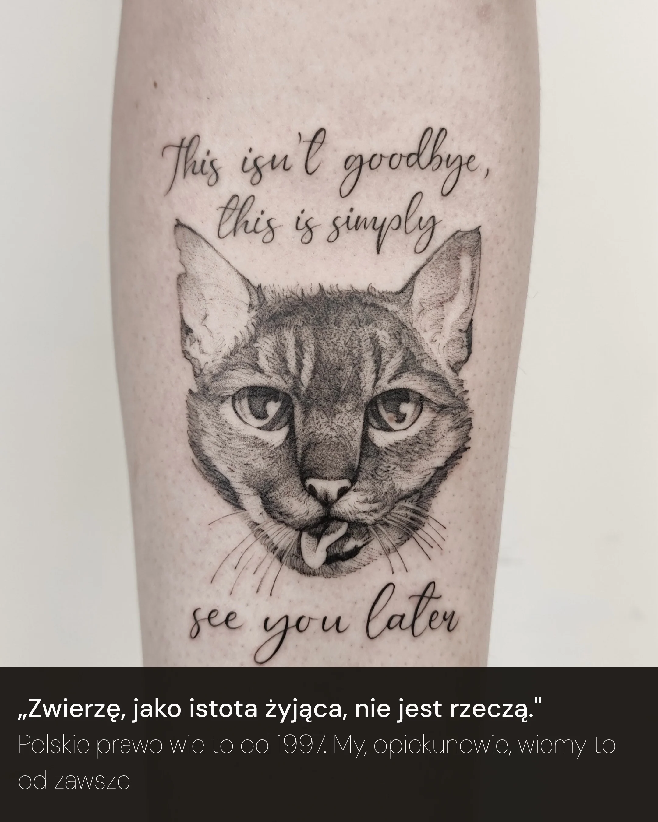 Karuzela przedstawia trzy tatuaże kotów oraz tatuaż odcisku kociej łapy, uzupełnione archiwalnymi zdjęciami i tekstem o prawach zwierząt., zdjęcie 2 z 6