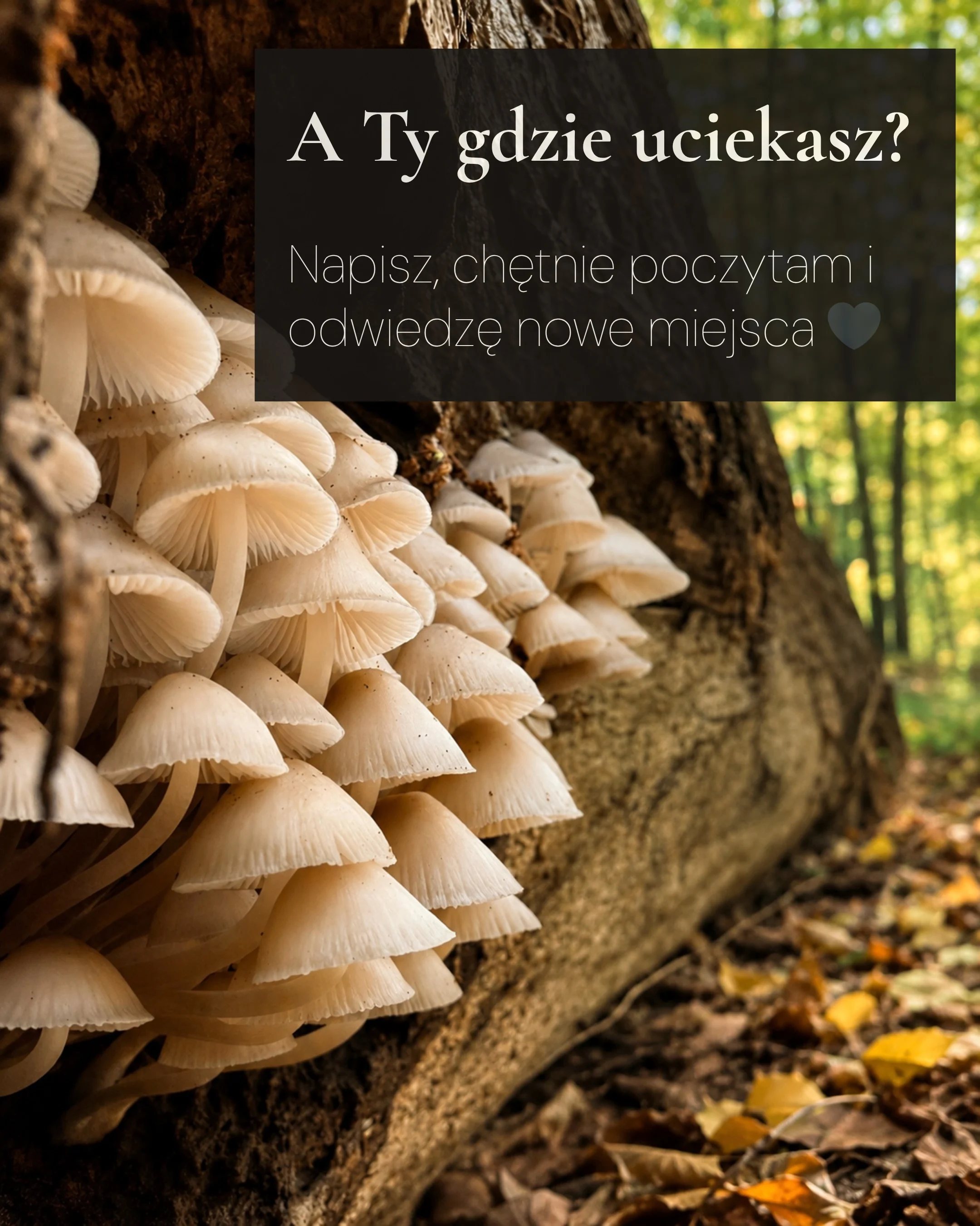 Karuzela przedstawia Klarę w zimowym lesie, Klarę z rowerem w lesie oraz leśny krajobraz z dużym drzewem; na zdjęciach widoczne są napisy o relaksie w naturze, jeździe na rowerze i Lesie Bielańskim., zdjęcie 6 z 6