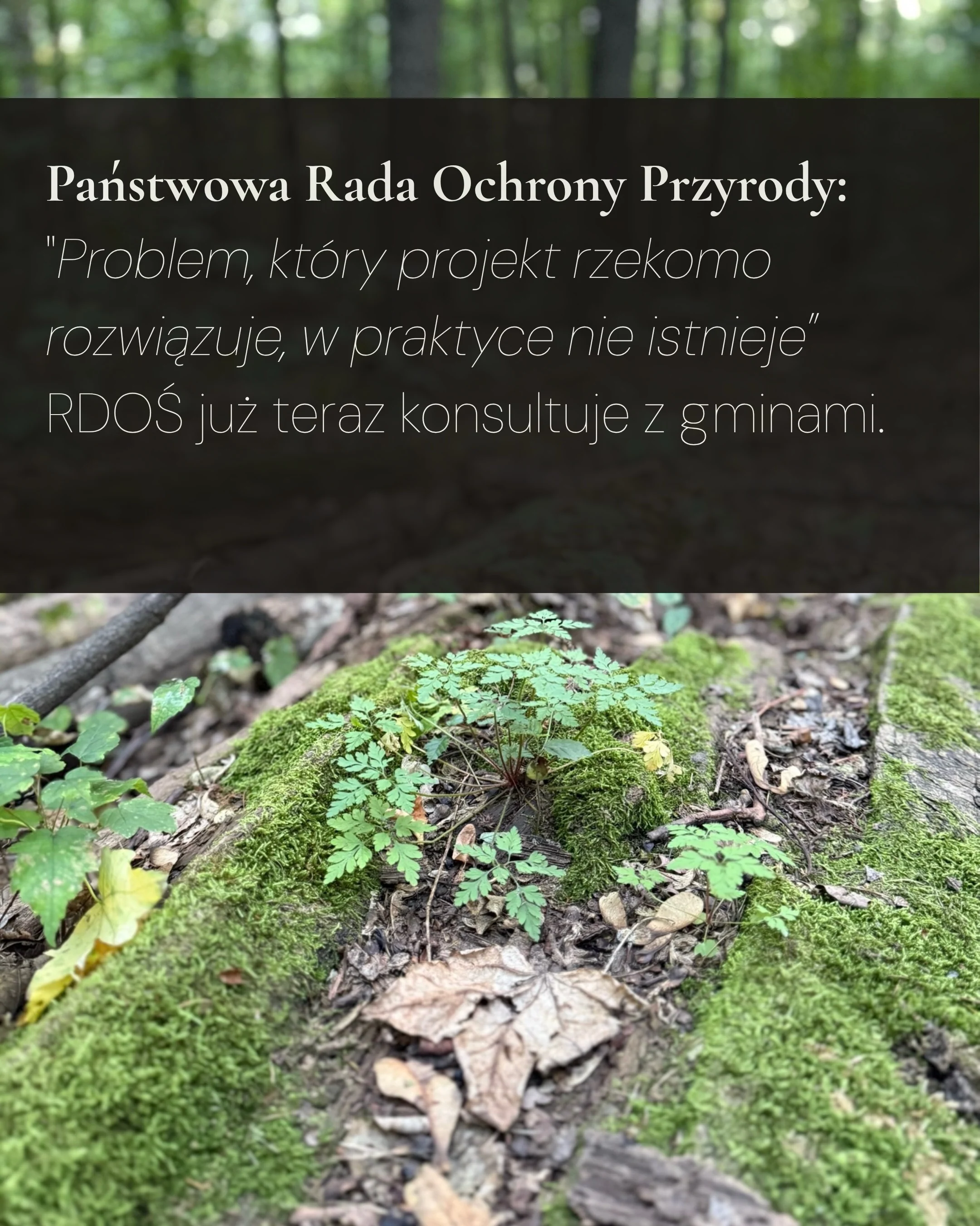 Karuzela dotycząca ochrony rezerwatów przyrody: portret Klary Keczyńskiej w lesie oraz plansze o projekcie lex Romowicz i potrzebie zwiększenia ochrony lasów., zdjęcie 5 z 6