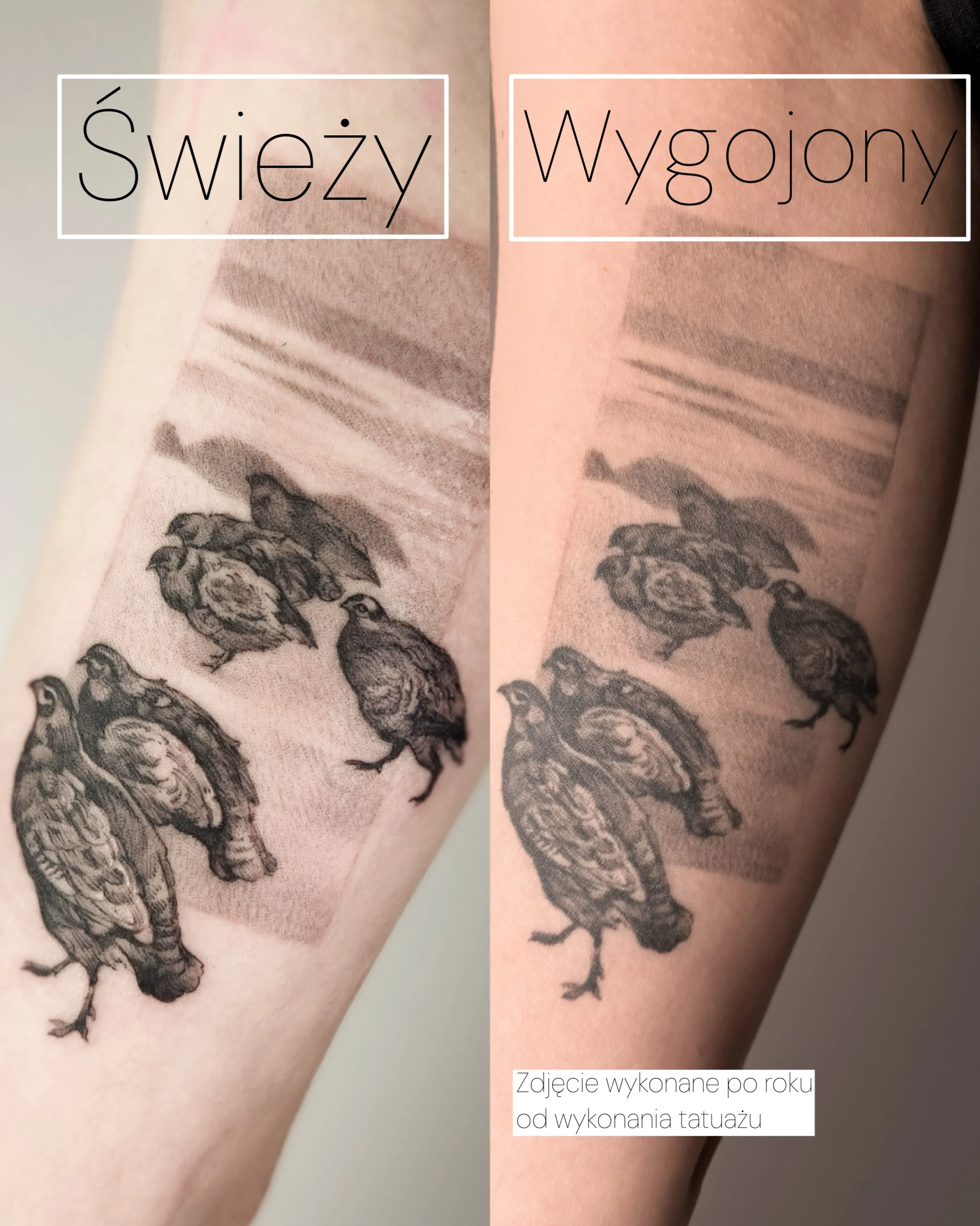 Wygojony tatuaż przedstawiający grupę kuropatw, inspirowany obrazem „Kuropatwy” Józefa Chełmońskiego., zdjęcie 4 z 4