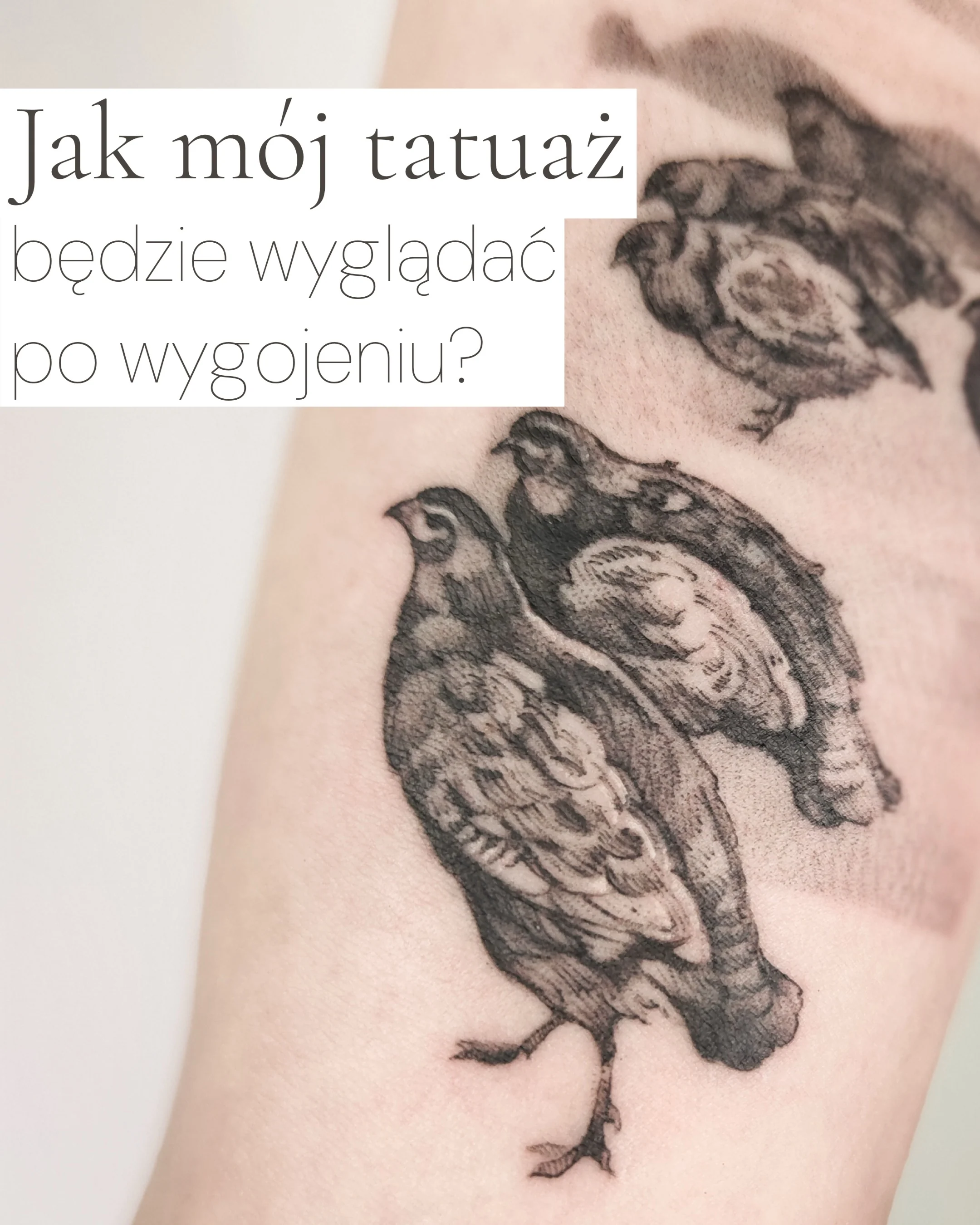 Wygojony tatuaż przedstawiający grupę kuropatw, inspirowany obrazem „Kuropatwy” Józefa Chełmońskiego., zdjęcie 1 z 4