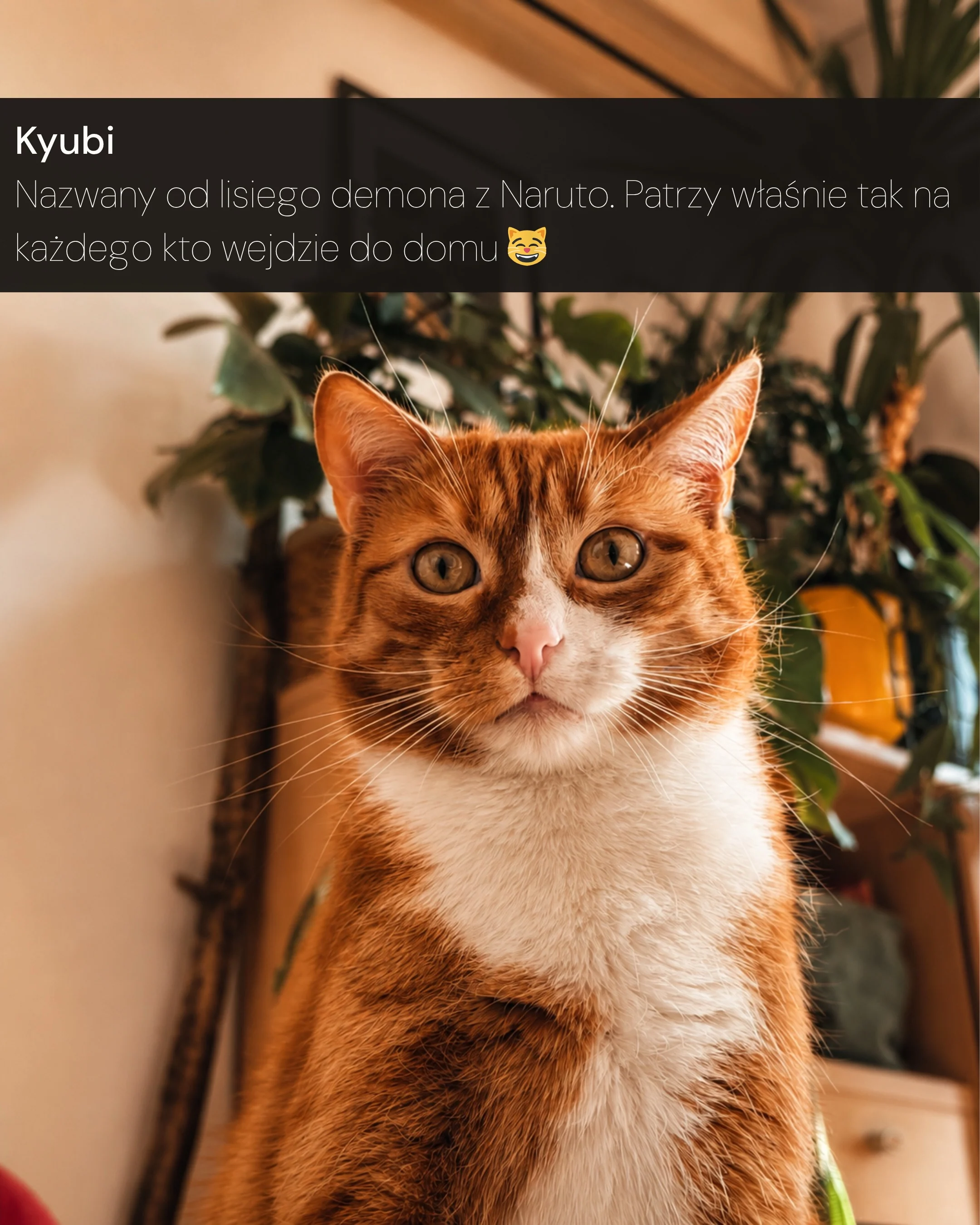 Karuzela zdjęć przedstawia dwa rude koty, Niunię i Kyubiego, odpoczywające na kanapie oraz pozujące w domu; na jednym zdjęciu kot siedzi obok opiekuna., zdjęcie 2 z 6