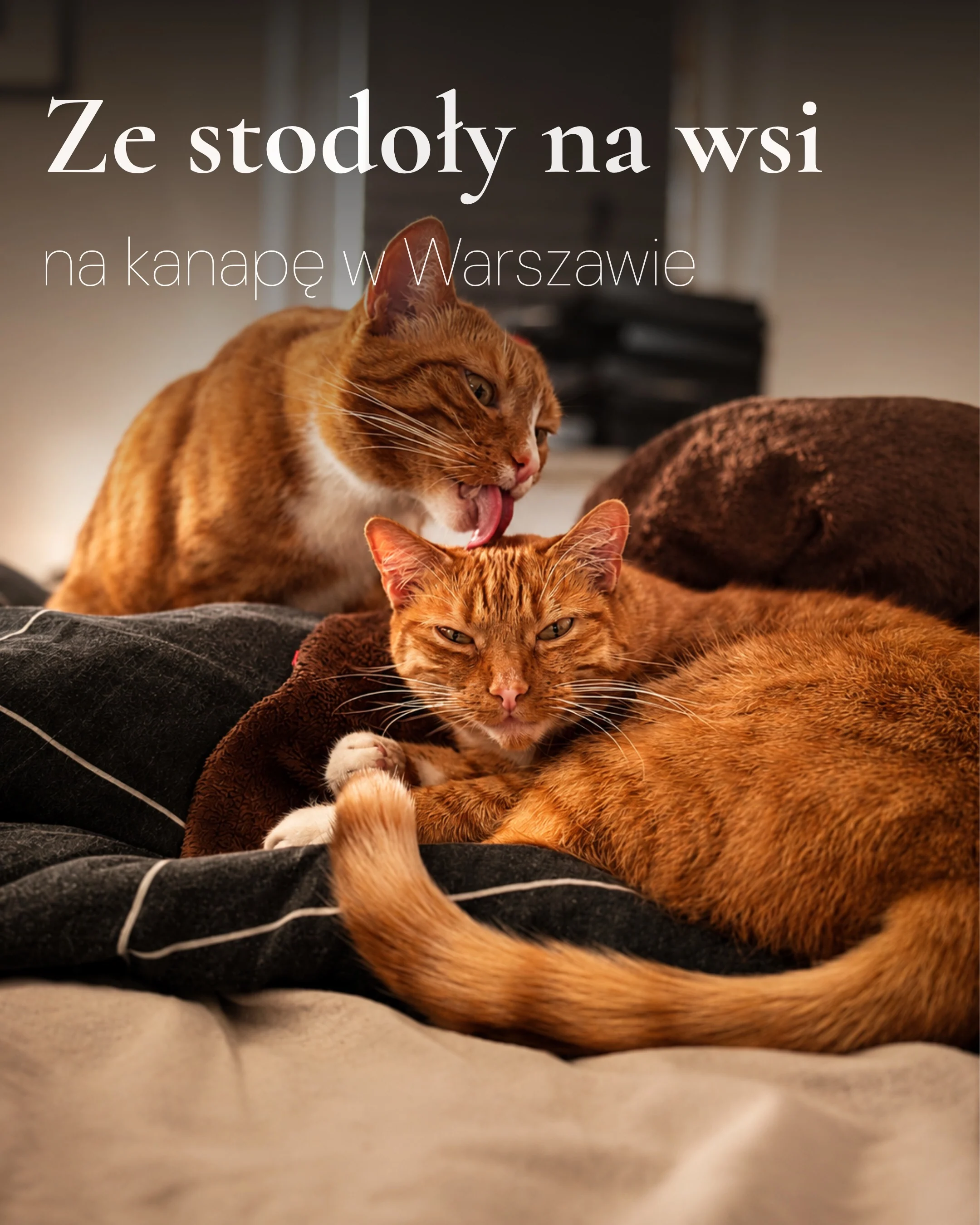Karuzela zdjęć przedstawia dwa rude koty, Niunię i Kyubiego, odpoczywające na kanapie oraz pozujące w domu; na jednym zdjęciu kot siedzi obok opiekuna., zdjęcie 1 z 6