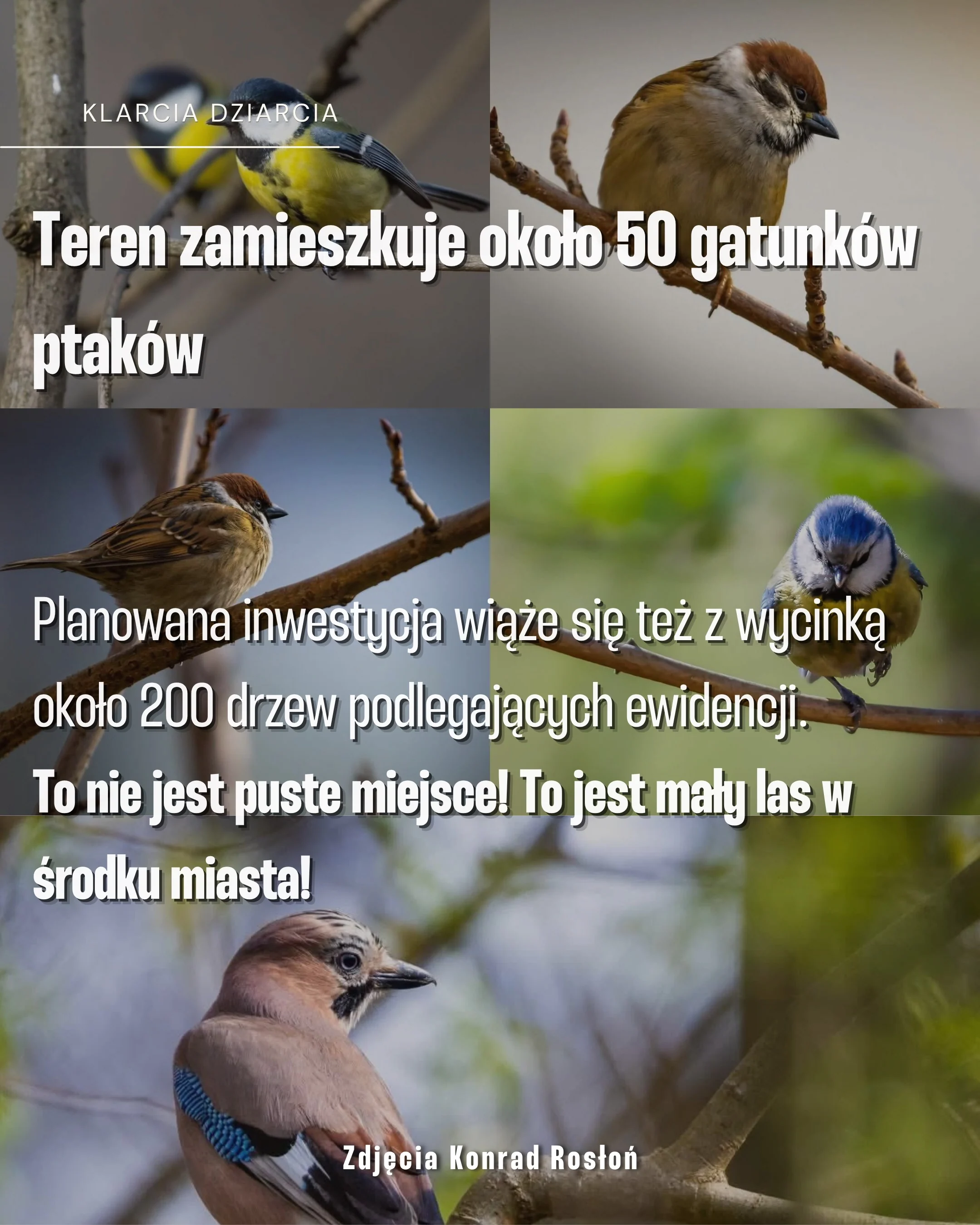 Karuzela z apelem dotyczącym Ptasiego Zakątka na Żoliborzu: zdjęcia ptaka, miejskiej panoramy, lasu i roślin oraz slajd z trzema tatuażami inspirowanymi naturą., zdjęcie 5 z 8