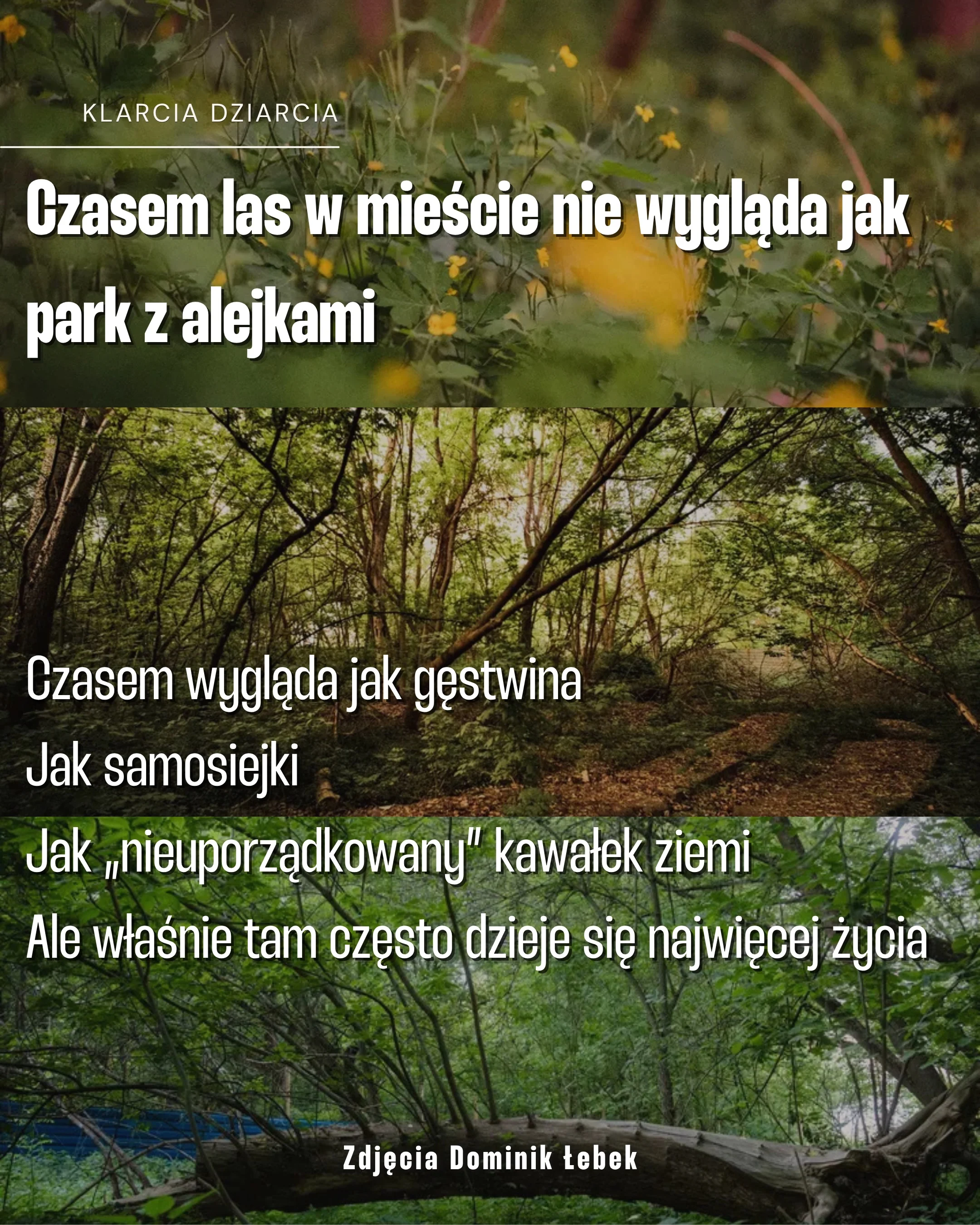 Karuzela z apelem dotyczącym Ptasiego Zakątka na Żoliborzu: zdjęcia ptaka, miejskiej panoramy, lasu i roślin oraz slajd z trzema tatuażami inspirowanymi naturą., zdjęcie 4 z 8