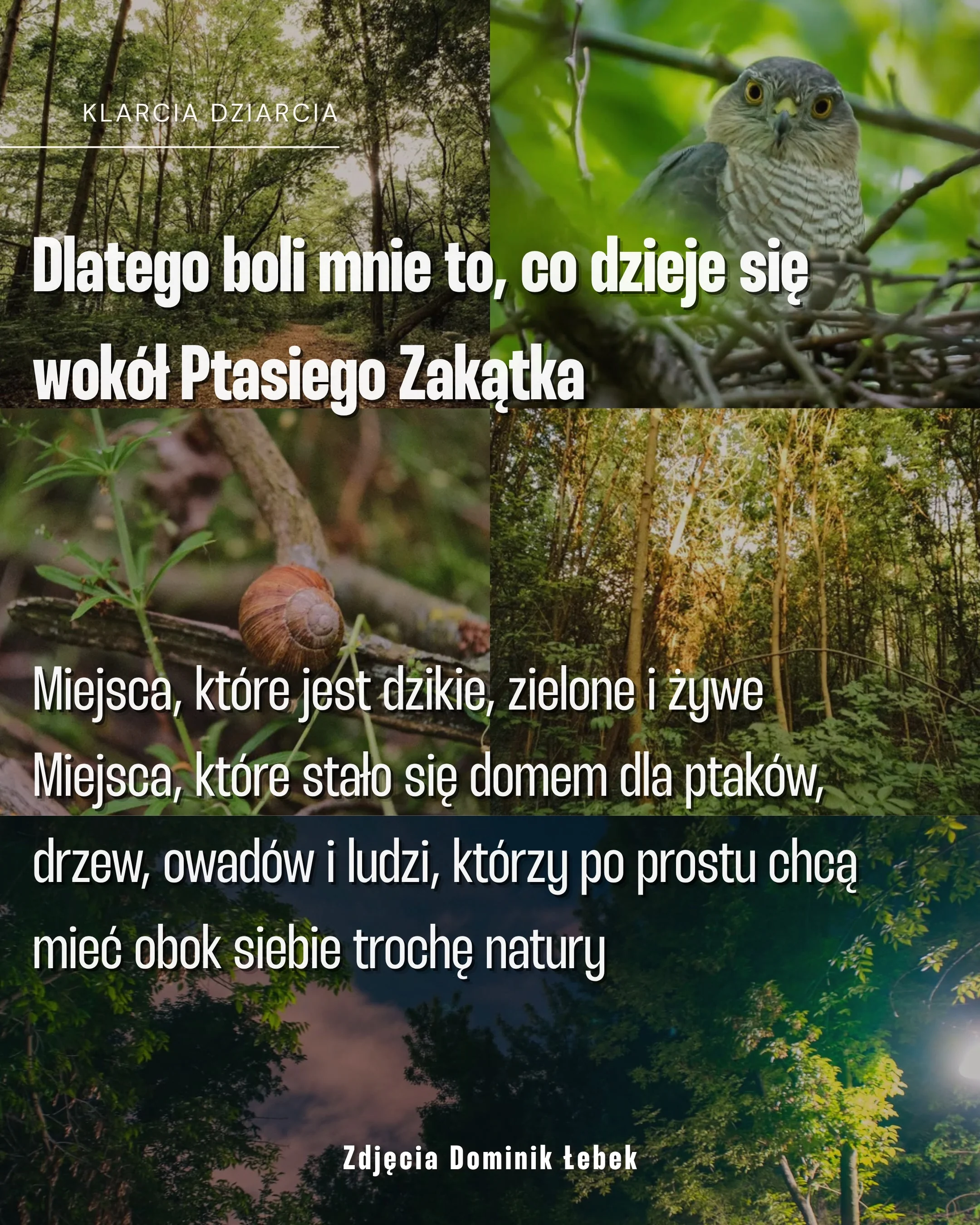 Karuzela z apelem dotyczącym Ptasiego Zakątka na Żoliborzu: zdjęcia ptaka, miejskiej panoramy, lasu i roślin oraz slajd z trzema tatuażami inspirowanymi naturą., zdjęcie 3 z 8