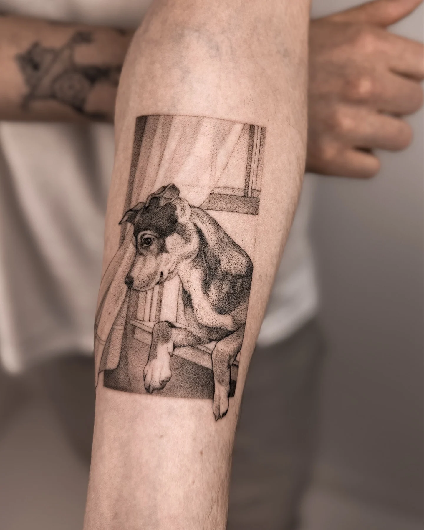 Tatuaż przedstawiający realistyczny portret psa wyglądającego przez okno, wykonany w czarno-szarej tonacji na przedramieniu; na drugim przedramieniu widoczne są także inne tatuaże zwierzęce., zdjęcie 4 z 5